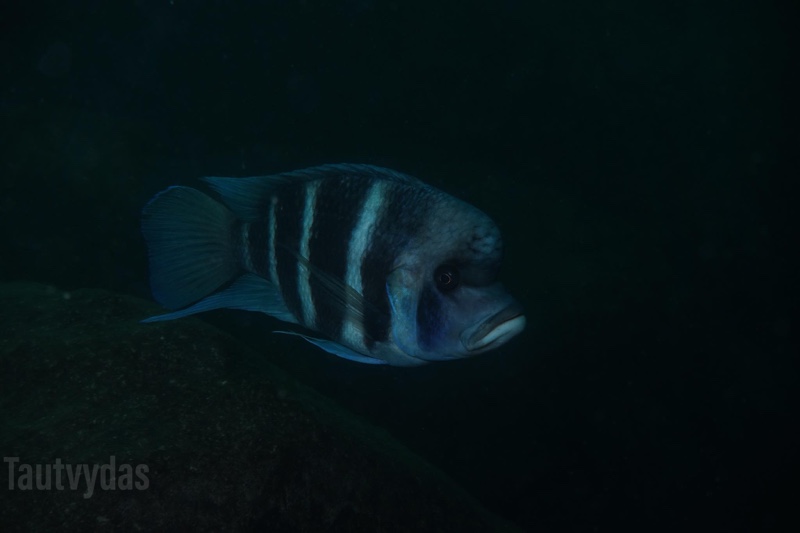 Cyphotilapia gibberosa 'Cape Nundo'